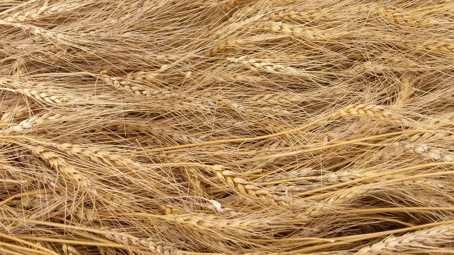 Foto de espigas de trigo deitadas umas sobre as outras. Foto de espigas de trigo deitadas umas sobre as outras.