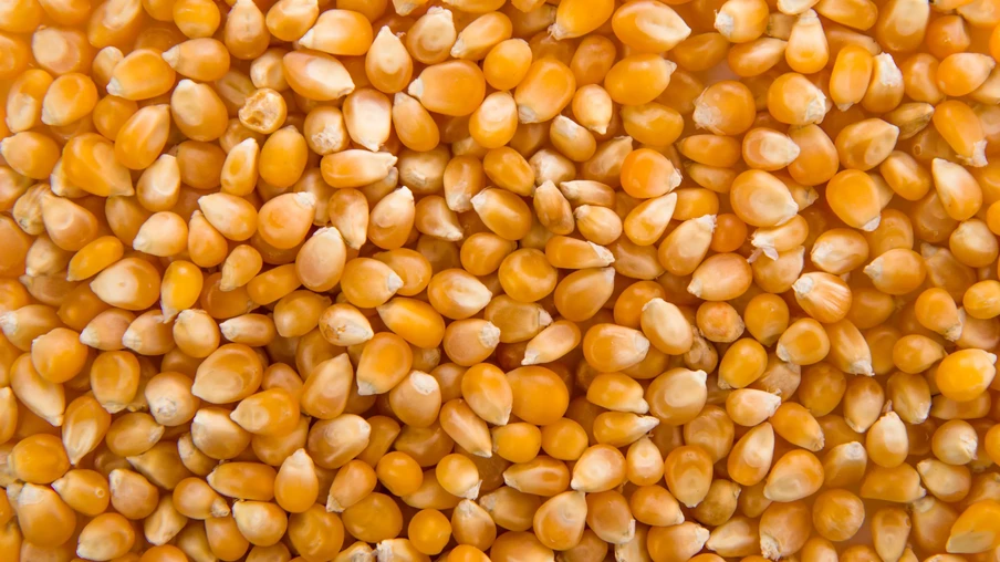 Foto de grãos de milho. Foto de grãos de milho.