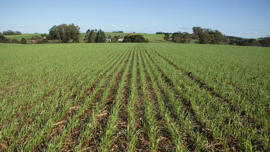 Foto de lavoura de trigo em desenvolvimento vegetativo com plantas pequenas. Foto de lavoura de trigo em desenvolvimento vegetativo com plantas pequenas.