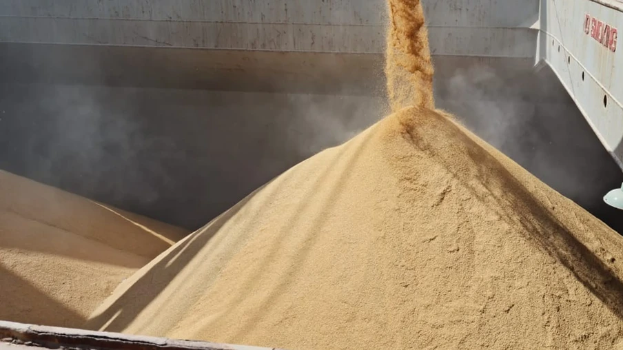 Foto de monte de arroz sendo despejado. Foto de monte de arroz sendo despejado.