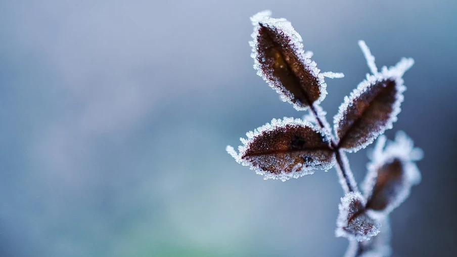 Foto de planta com folhas cobertas por geada. Foto de planta com folhas cobertas por geada.