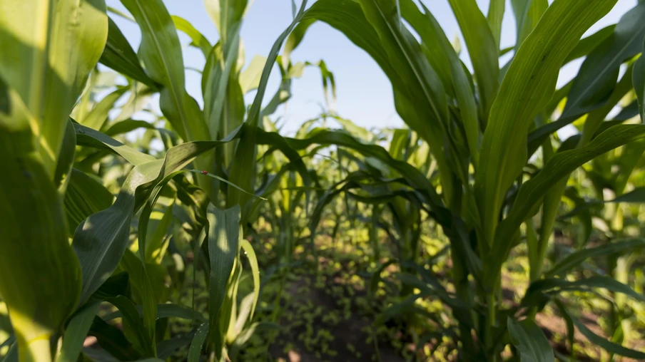 Foto de plantas de milho em lavoura. Foto de plantas de milho em lavoura.