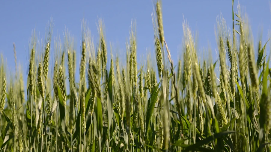 Foto de lavoura de trigo. Foto de lavoura de trigo.