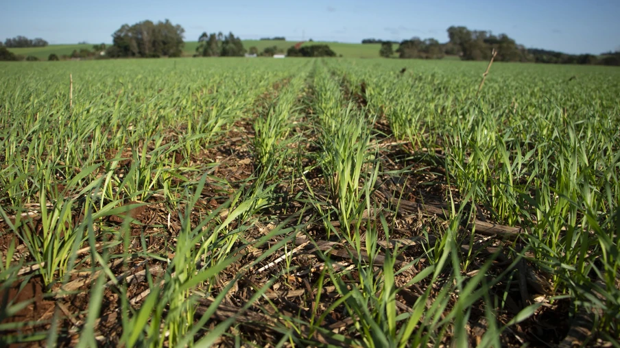 Foto de plantas de trigo em desenvolvimento vegetativo. Foto de plantas de trigo em desenvolvimento vegetativo.
