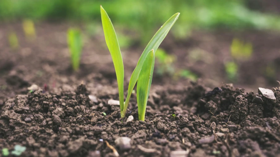 Foto de planta de milho brotando da terra. Foto de planta de milho brotando da terra.