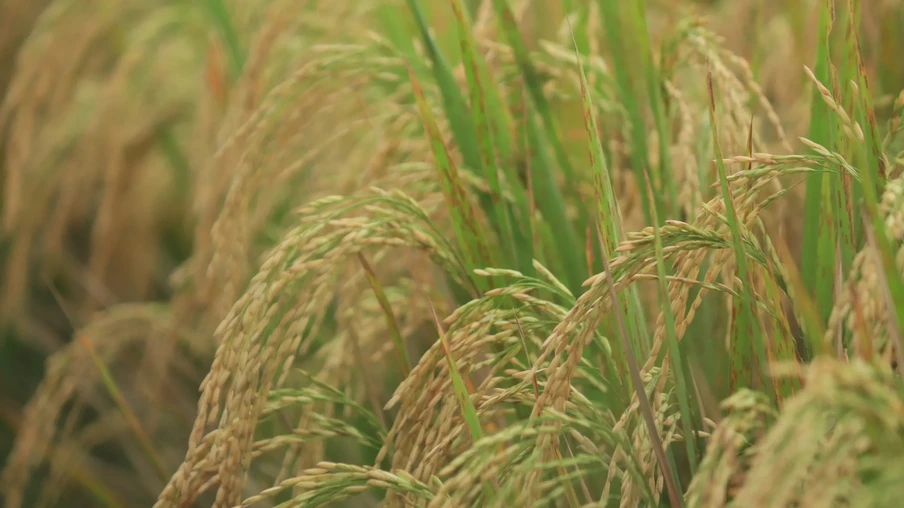 Foto de lavoura de arroz. Foto de lavoura de arroz.