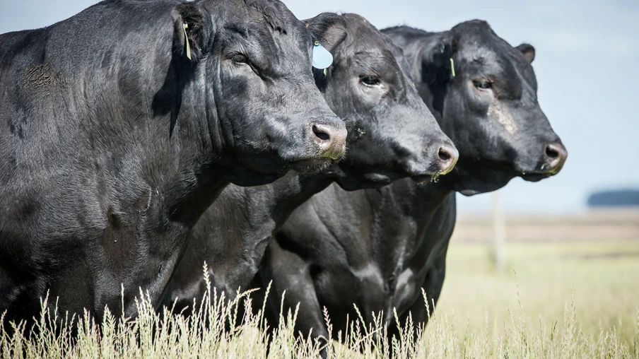 Três touros da raça Angus da cor preta em pastagem. Três touros da raça Angus da cor preta em pastagem.