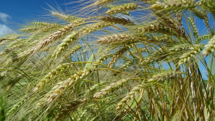 Foto de espigas de trigo em lavoura. Foto de espigas de trigo em lavoura.