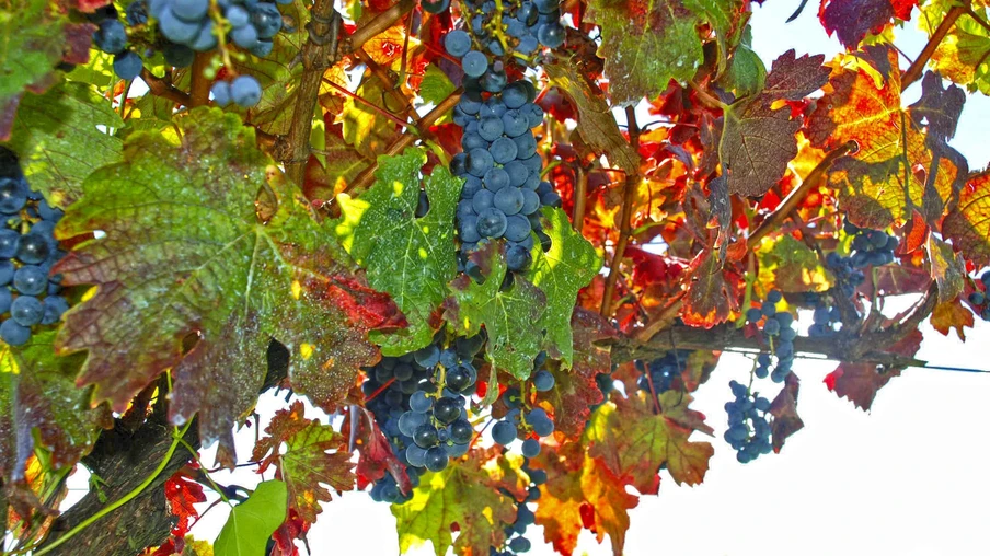 Foto de parreiral de uva. Foto de parreiral de uva.