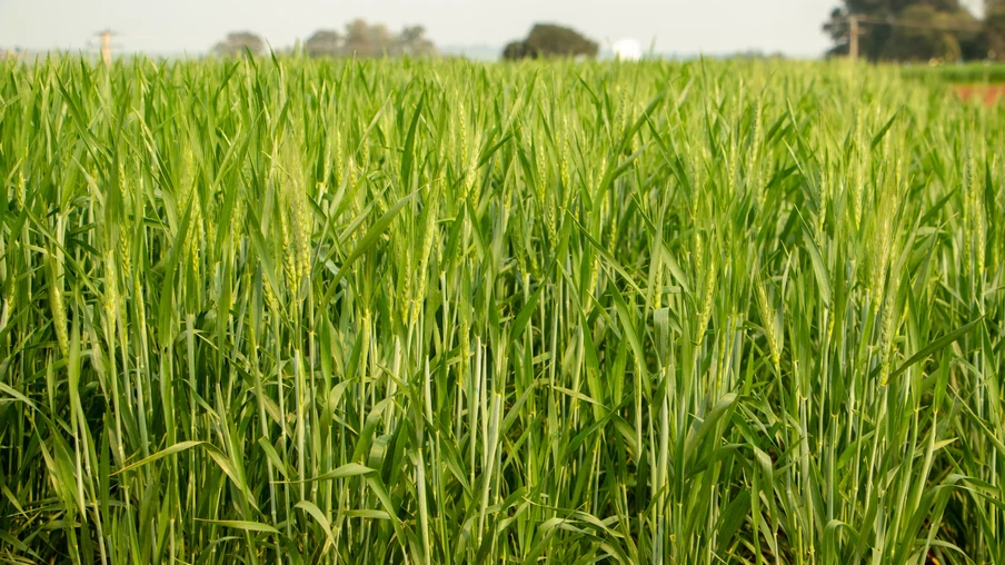 Foto de lavoura de trigo sob céu nublado. Foto de lavoura de trigo sob céu nublado.