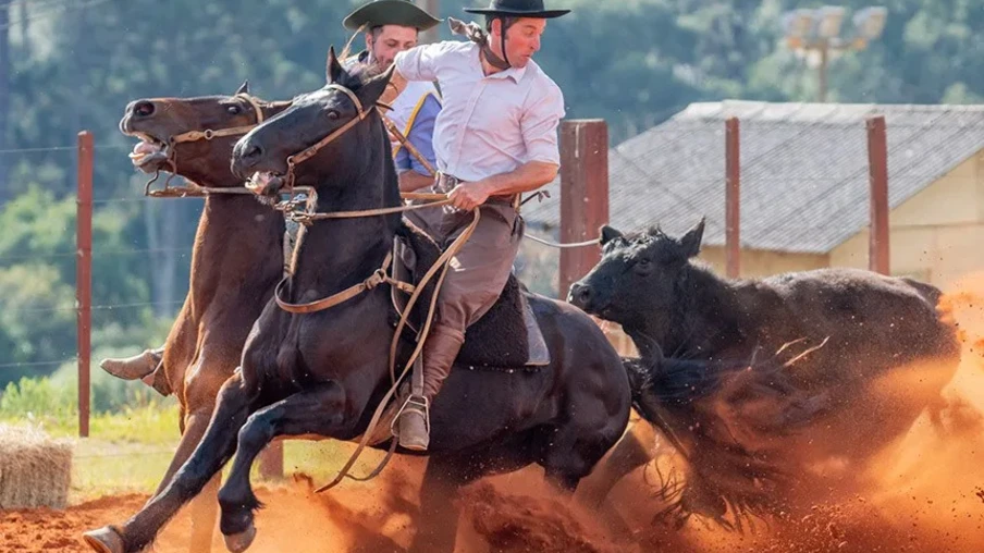 homem em cima de um cavlo crioulo homem em cima de um cavlo crioulo