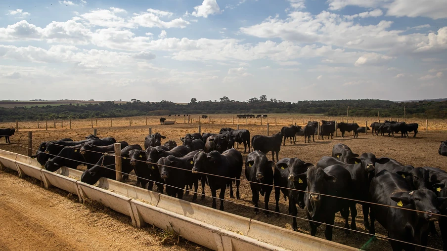 Foto de bovinos em área de confinamento. Foto de bovinos em área de confinamento.