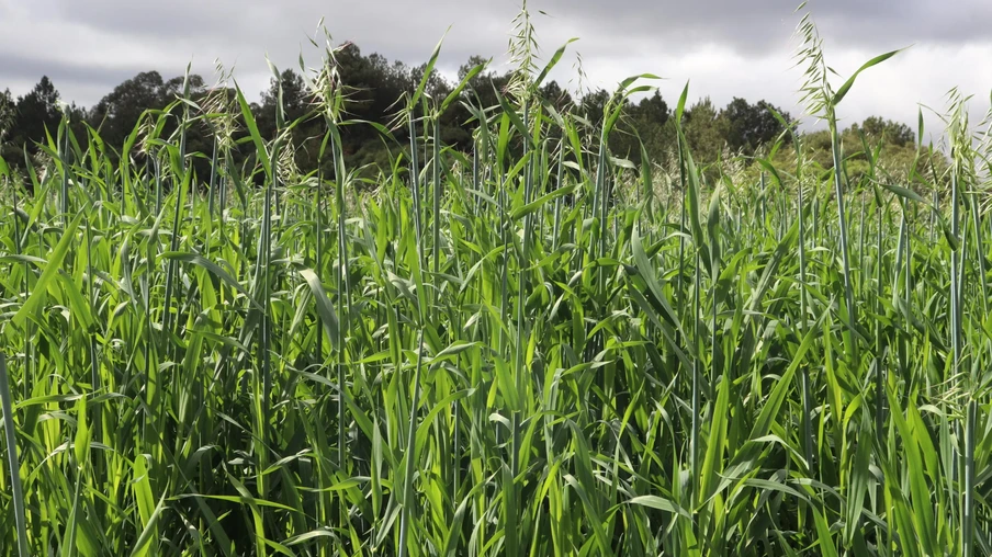 Foto de aveia preta em cobertura de solo e pastejo. Foto de aveia preta em cobertura de solo e pastejo.