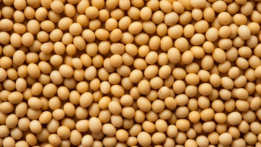 Grãos de soja Grãos de soja