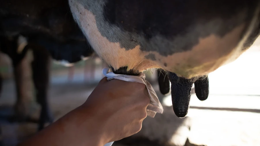 Foto focada na ordenha de vaca. Foto focada na ordenha de vaca.