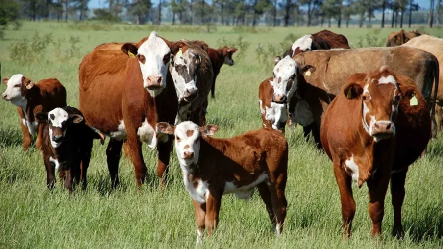 Foto de bovinos em pastagem. Foto de bovinos em pastagem.