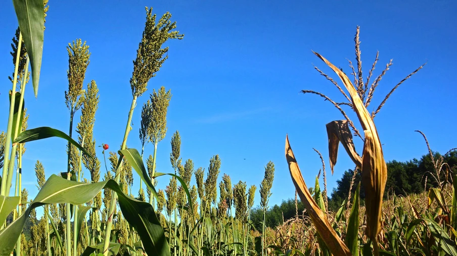 Foto de milho e sorgo em lavoura. Foto de milho e sorgo em lavoura.