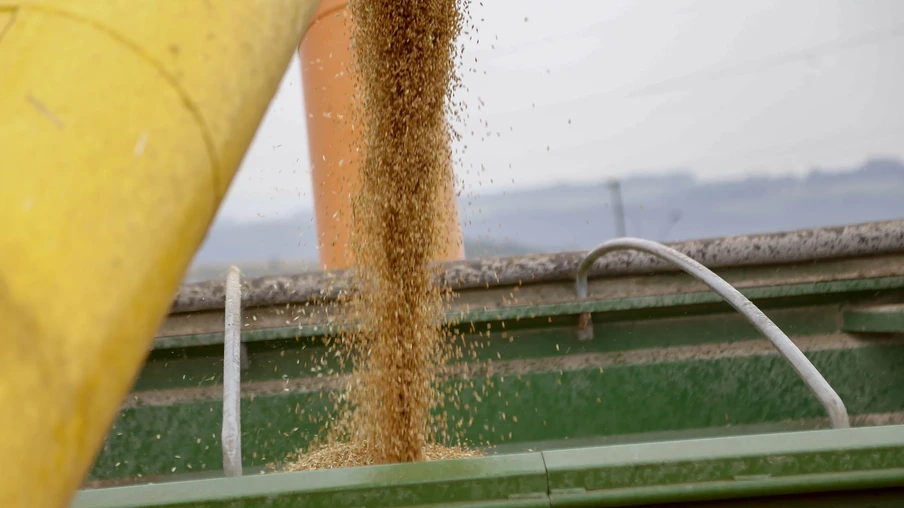 Foto de grãos de trigo sendo despejados por colheitadeira amarela em carreta. Foto de grãos de trigo sendo despejados por colheitadeira amarela em carreta.