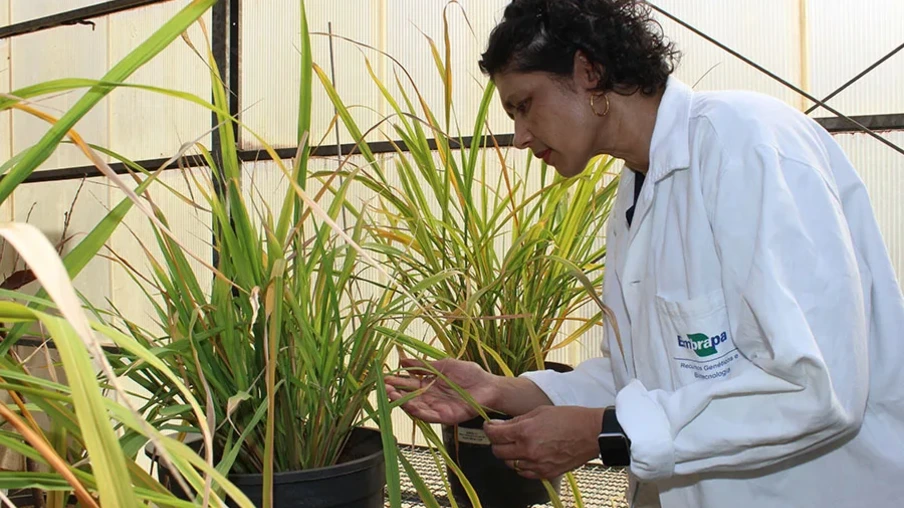 Foto de mulher em estufa. Ela usa um jaleco e está com as mãos em uma planta, para a qual está olhando. Foto de mulher em estufa. Ela usa um jaleco e está com as mãos em uma planta, para a qual está olhando.