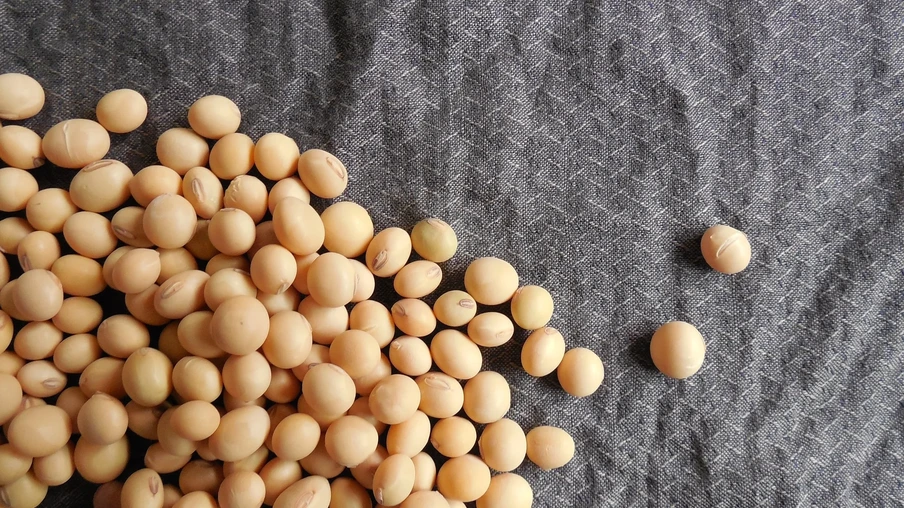 Grãos de soja Grãos de soja