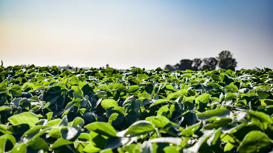 Lavoura de soja Lavoura de soja