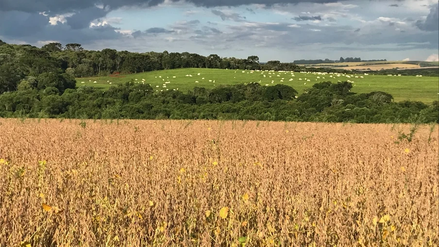 Foto de lavoura de soja com gado em pasto ao fundo. Foto de lavoura de soja com gado em pasto ao fundo.