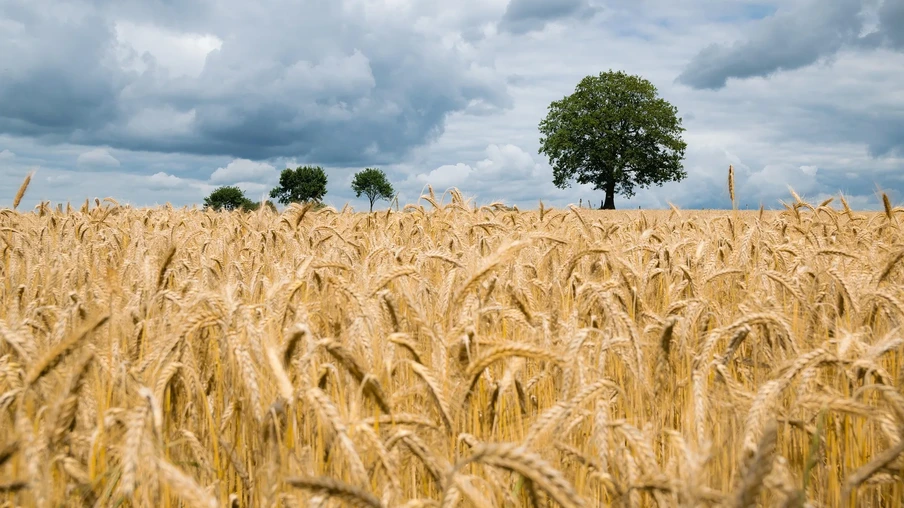 Foto de lavoura de trigo com céu nublado. No fundo há algumas árvores. Foto de lavoura de trigo com céu nublado. No fundo há algumas árvores.