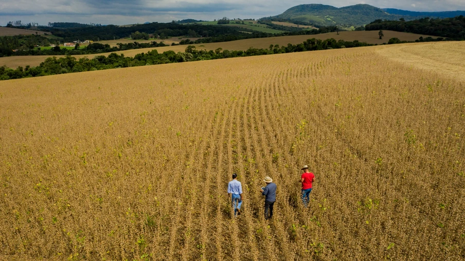 Foto aérea de três pessoas caminhando em lavoura. Foto aérea de três pessoas caminhando em lavoura.