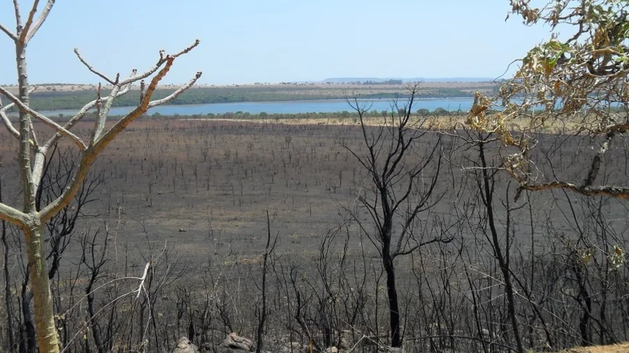 Foto de área com solo queimado e árvores secas. Foto de área com solo queimado e árvores secas.