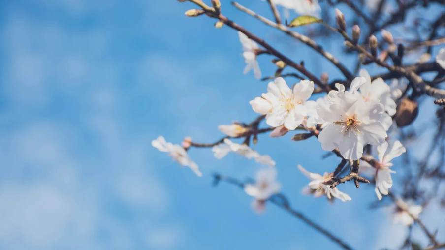 Foto de flores brancas em primeiro plano com céu azul ao fundo. Foto de flores brancas em primeiro plano com céu azul ao fundo.