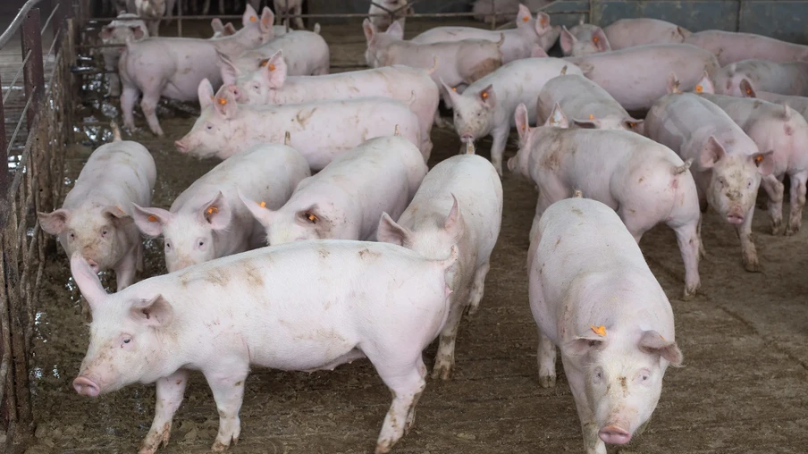 Foto de suínos. Foto de suínos.