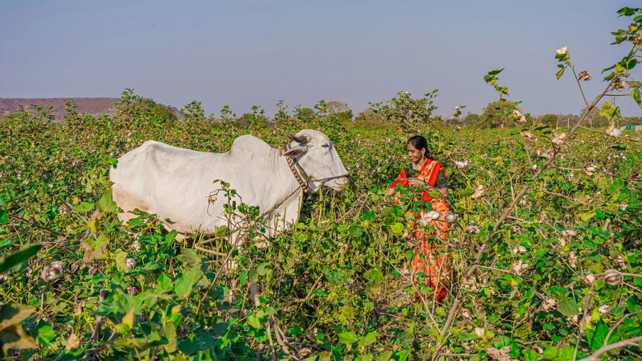 Foto de mulher com sari em frente a uma vaca branca em meio a plantas. Foto de mulher com sari em frente a uma vaca branca em meio a plantas.