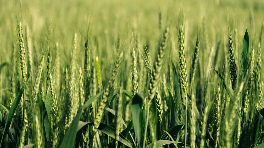 Foto de lavoura de trigo. Foto de lavoura de trigo.