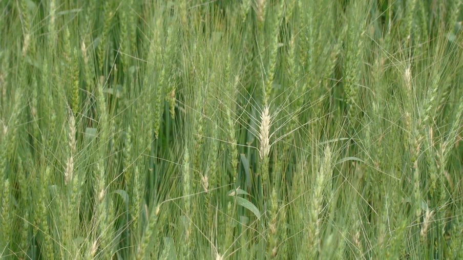 Foto de lavoura de trigo com espigas amareladas pela brusone. Foto de lavoura de trigo com espigas amareladas pela brusone.
