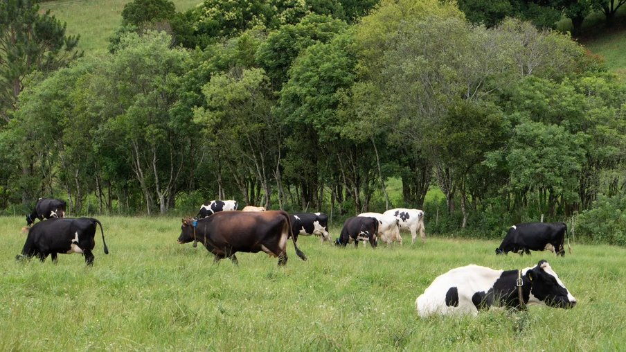 Vacas de leite no campo Vacas de leite no campo