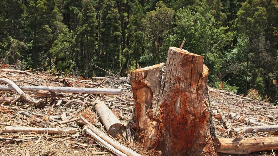 Tocos de árvores cercados por vegetação em uma floresta sob a luz do sol. Tocos de árvores cercados por vegetação em uma floresta sob a luz do sol.