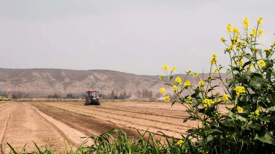 A foto mostra uma planta em primeiro plano e um trator em lavoura ao fundo. A foto mostra uma planta em primeiro plano e um trator em lavoura ao fundo.