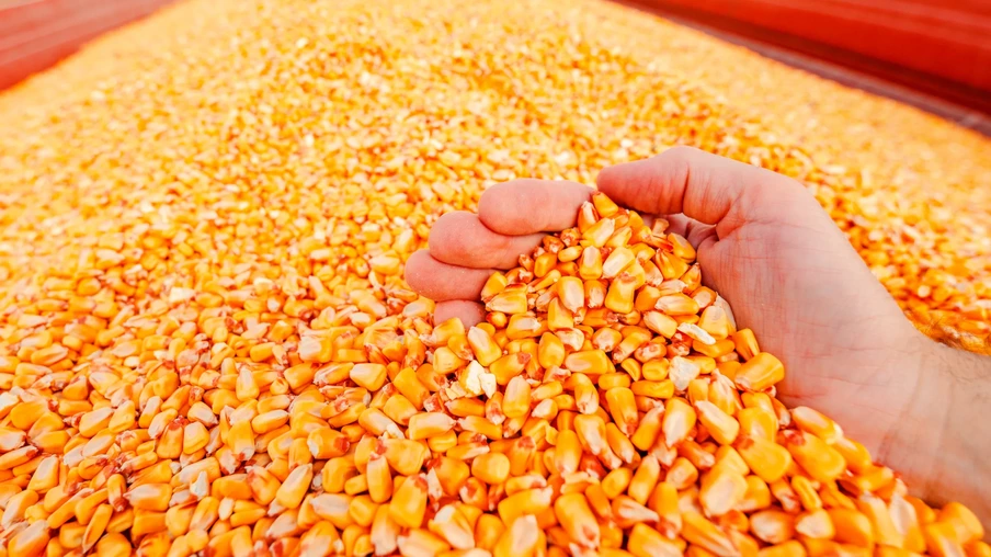 Mão segurando punhado de grãos de milho colhidos. Mão segurando punhado de grãos de milho colhidos.