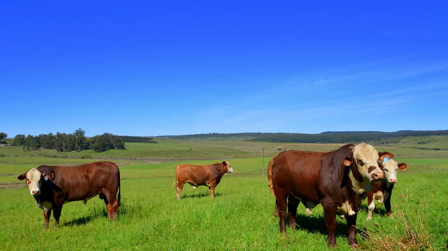 Foto de bovinos em pastagem sob céu azul. Foto de bovinos em pastagem sob céu azul.