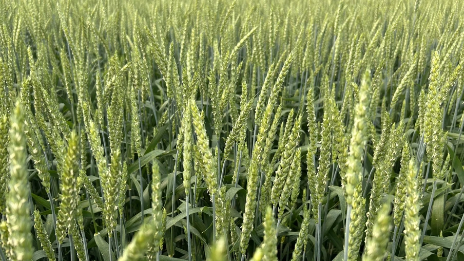 Foto de lavoura de trigo com espigas ainda verdes. Foto de lavoura de trigo com espigas ainda verdes.