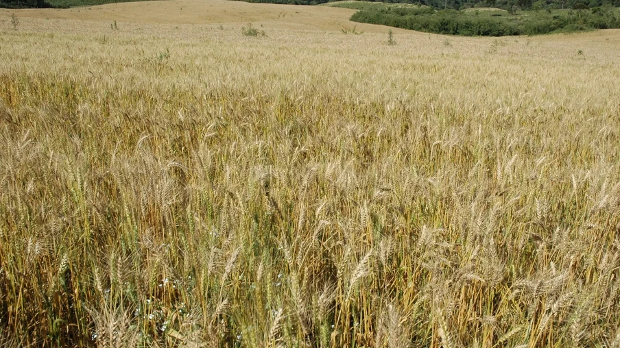 Foto de lavoura de trigo. Foto de lavoura de trigo.