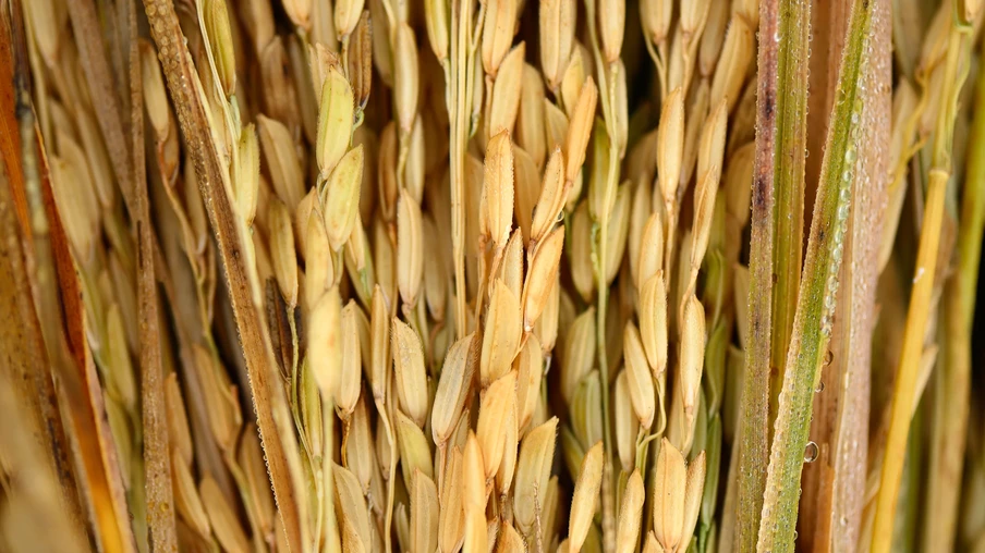 Foto de espigas de arroz em casca. Foto de espigas de arroz em casca.