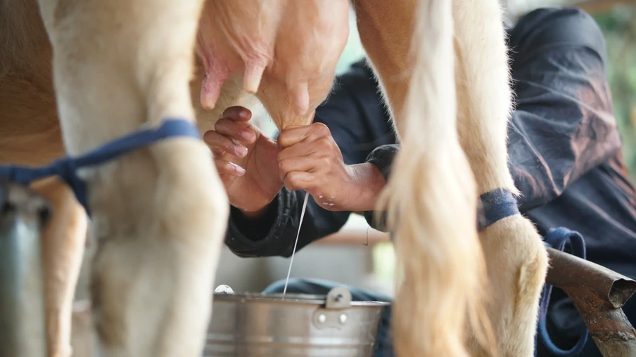 Foto de ordenha manual de vaca. Foto de ordenha manual de vaca.