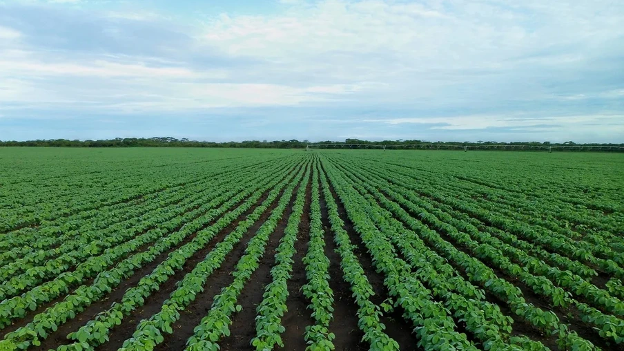 Lavoura de soja Lavoura de soja