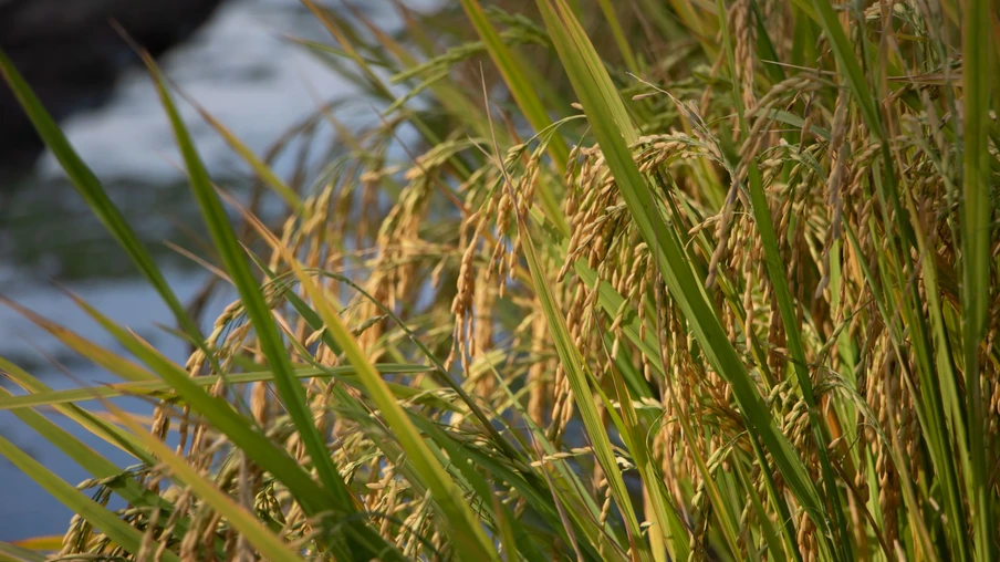 Foto de espigas de arroz. Foto de espigas de arroz.