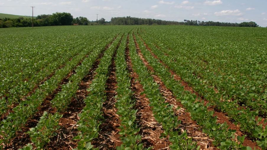 Lavoura de soja Lavoura de soja