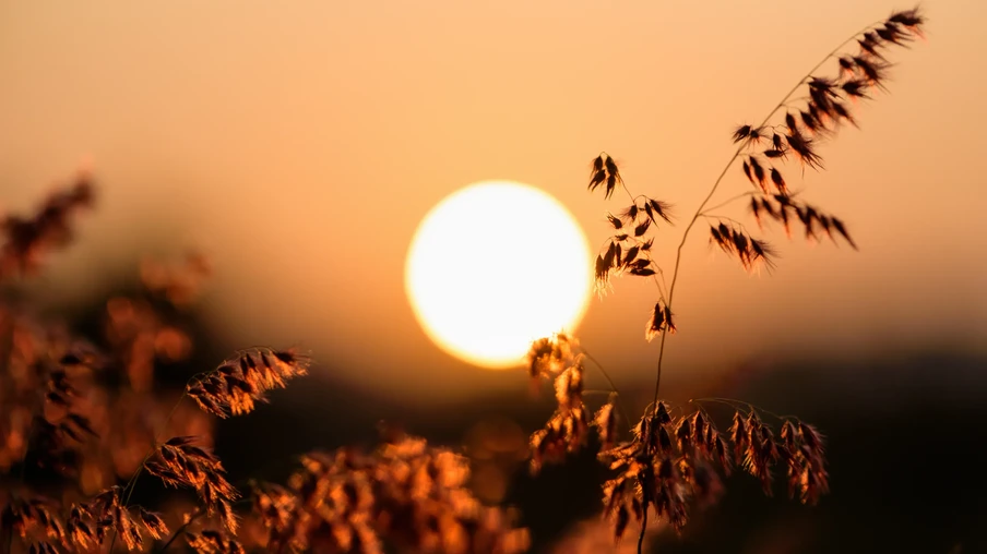 Flor vermelha de grama tropical sob o sol e a luz do sol no prado durante o pôr do sol. Flor vermelha de grama tropical sob o sol e a luz do sol no prado durante o pôr do sol.