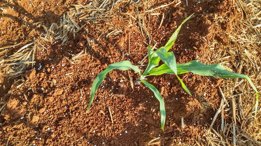 Foto de planta de milho. Ao redor dela aparecem fertilizantes. Foto de planta de milho. Ao redor dela aparecem fertilizantes.