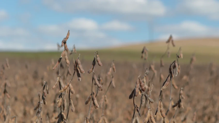 Lavoura de soja Lavoura de soja