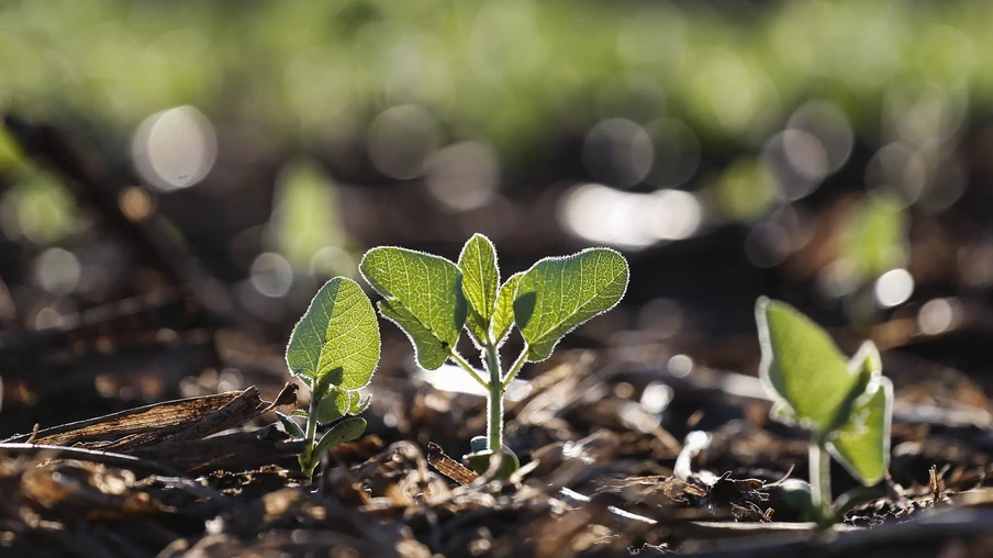 Foto de planta pequena de soja em lavoura. Foto de planta pequena de soja em lavoura.